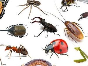 تنوع المفصليات